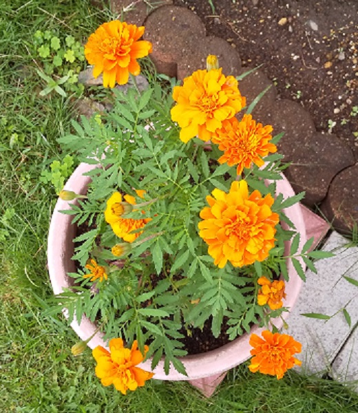 種から育てたマリーゴールド 梅雨空に鮮やかなオレンジ色の花咲かす 黒やん６９のブログ