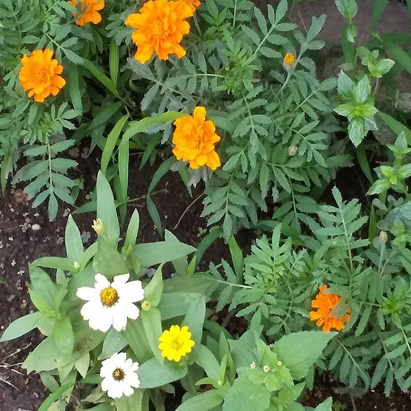 種から育てたマリーゴールド 梅雨空に鮮やかなオレンジ色の花咲かす 黒やん６９のブログ